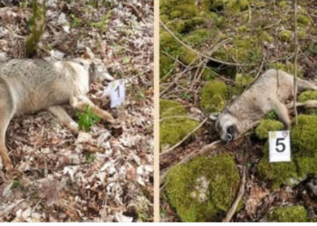 Dieci lupi trovati morti in Abruzzo: sospetto avvelenamento nel Parco Nazionale