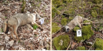 Dieci lupi trovati morti in Abruzzo: sospetto avvelenamento nel Parco Nazionale