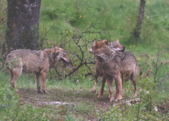 Lupi avvelenati nel Parco d’Abruzzo, svolta nelle indagini: trovati fitofarmaci agricoli nelle esche