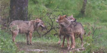 Lupi avvelenati nel Parco d’Abruzzo, svolta nelle indagini: trovati fitofarmaci agricoli nelle esche