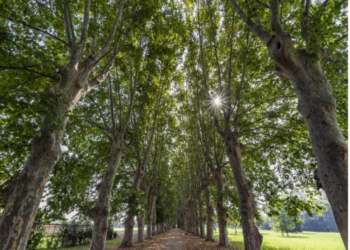 Scafati, il Parco del Real Polverificio Borbonico riapre al pubblico: inaugurazione il 28 luglio