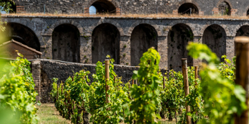 Pompei, torna la vendemmia negli antichi vigneti: al via la Festa del Vino