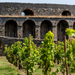 Pompei, torna la vendemmia negli antichi vigneti: al via la Festa del Vino