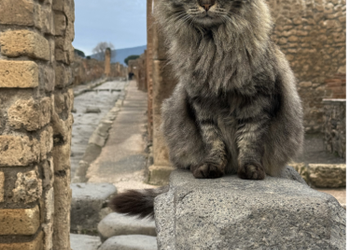 Gatti di Pompei, arriva il libro che racconta la vita dei felini tra le rovine antiche