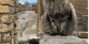 Gatti di Pompei, arriva il libro che racconta la vita dei felini tra le rovine antiche