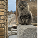 Gatti di Pompei, arriva il libro che racconta la vita dei felini tra le rovine antiche