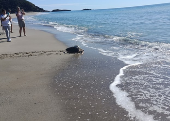 Ascea, nuova illuminazione a tutela delle tartarughe marine: liberate Mattiele e Tonino